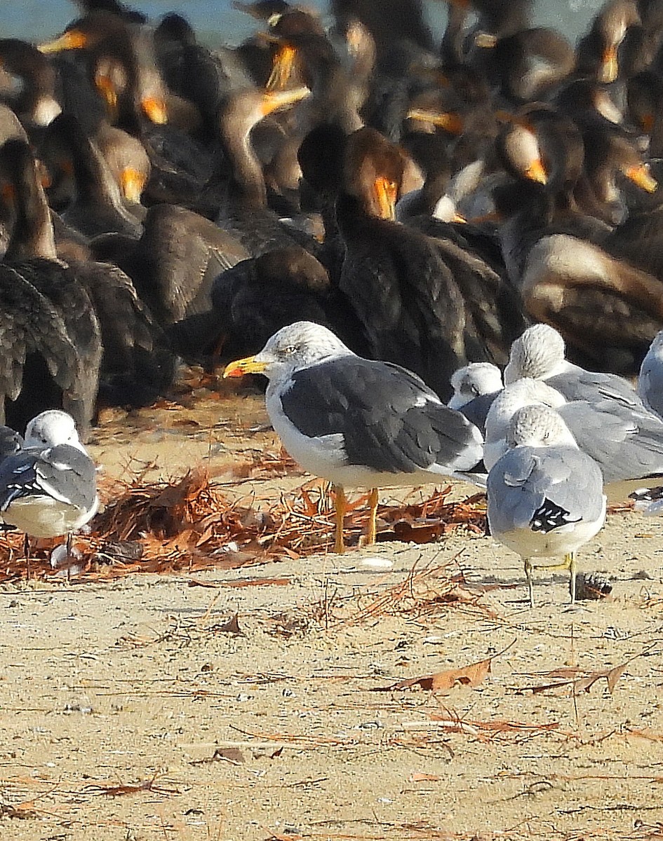 Great Black-backed Gull - ML646541252