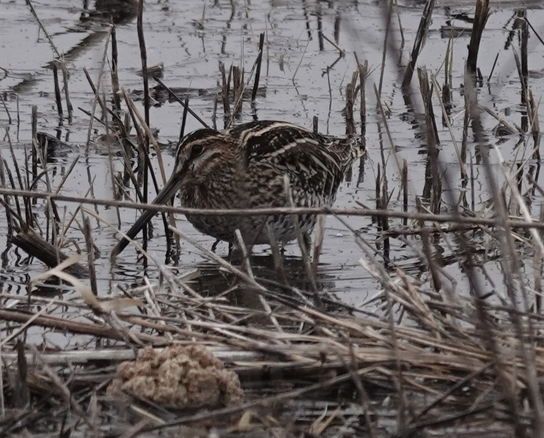 Wilson's Snipe - ML646541254