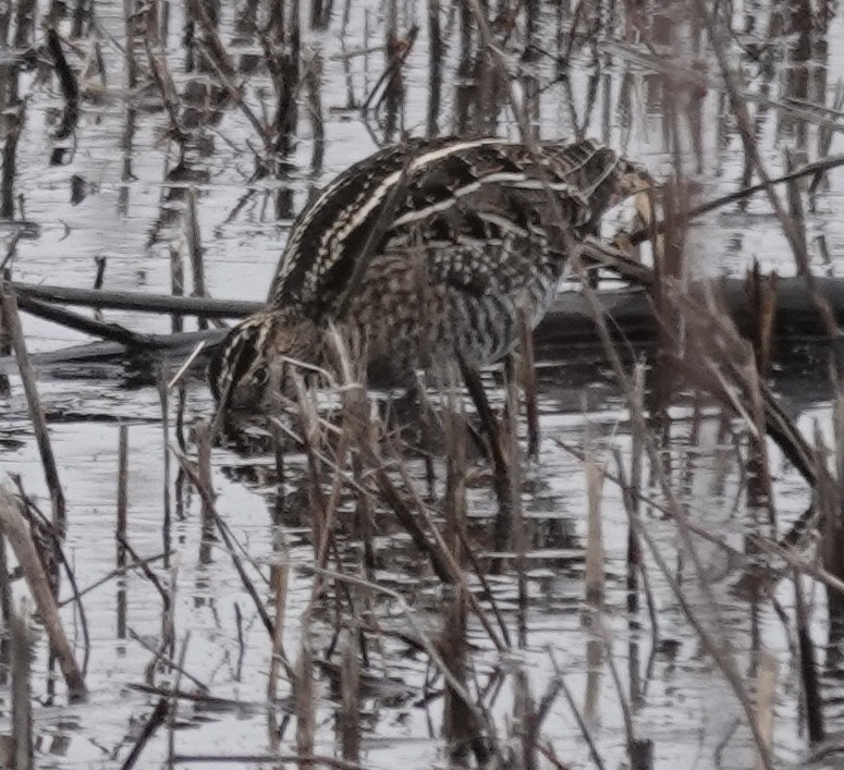 Wilson's Snipe - ML646541255