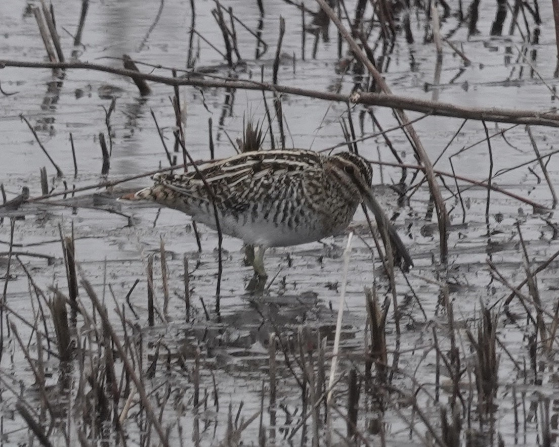 Wilson's Snipe - ML646541256
