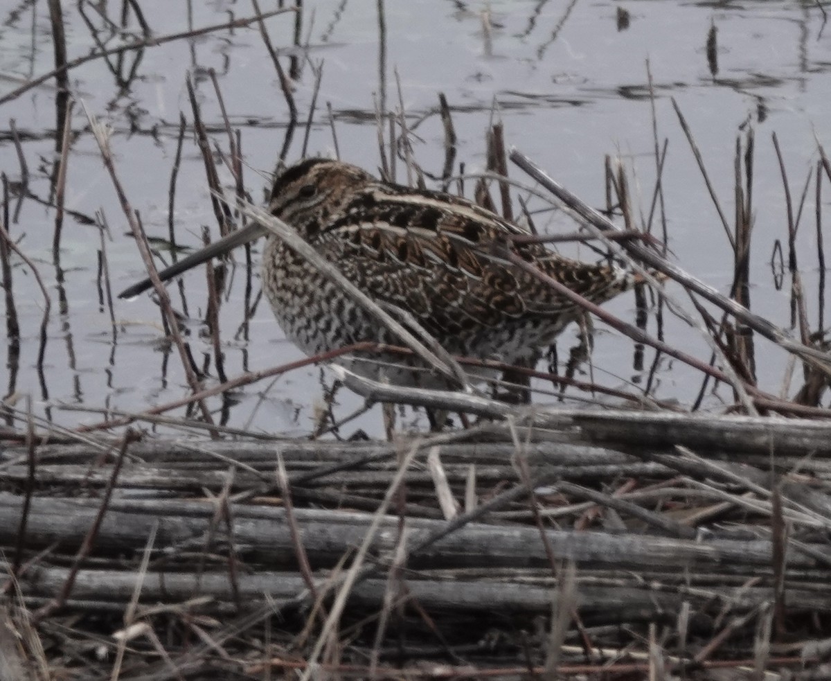 Wilson's Snipe - ML646541257