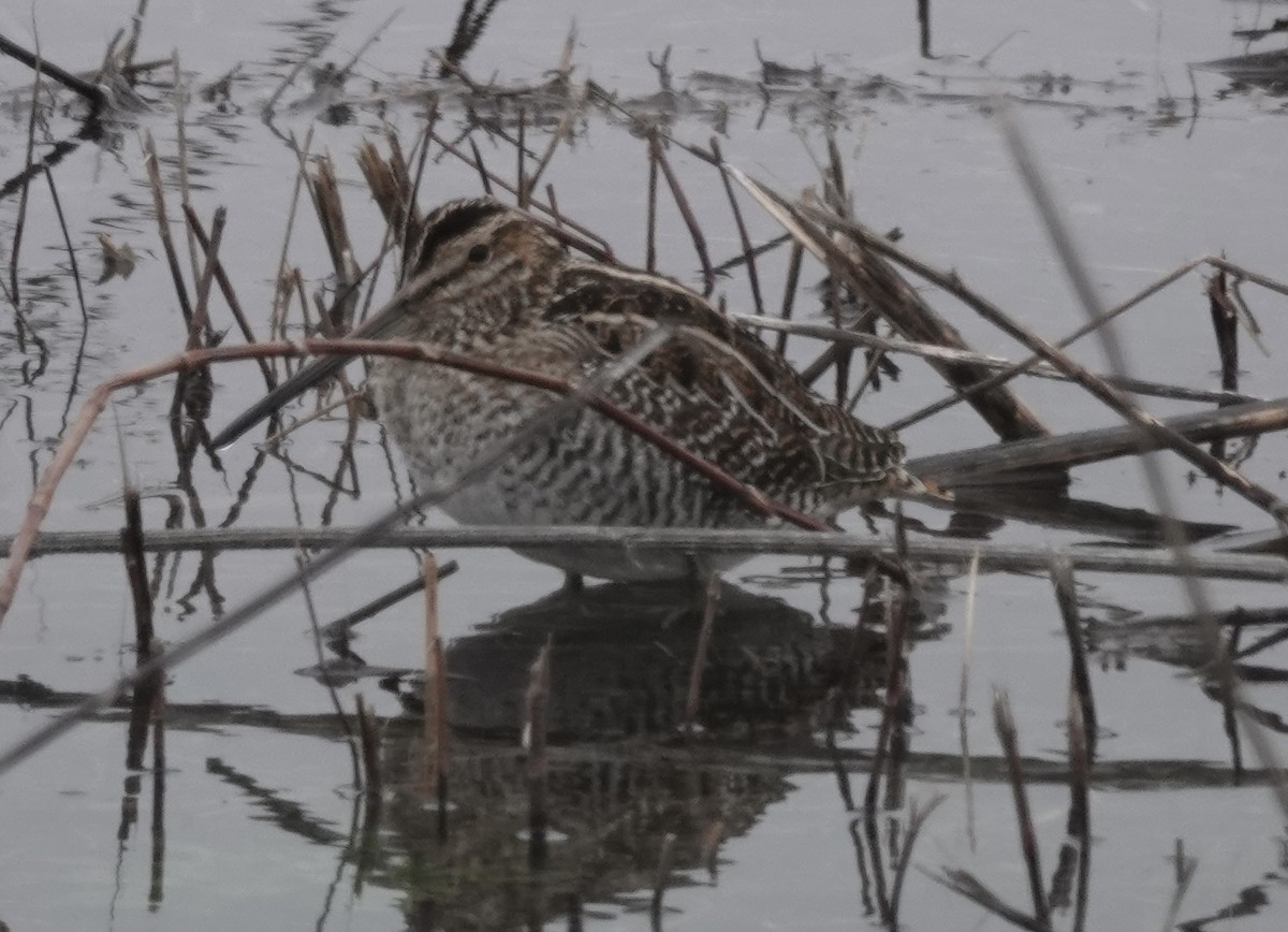 Wilson's Snipe - ML646541258