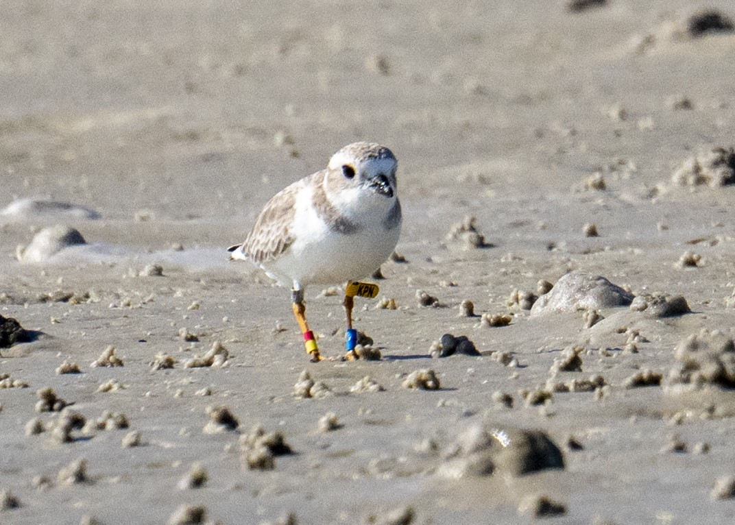 Piping Plover - ML646541260