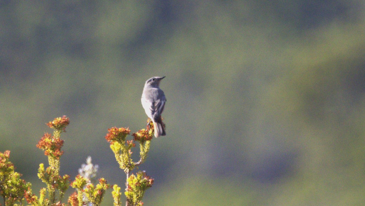 Kara Kızılkuyruk - ML646541261