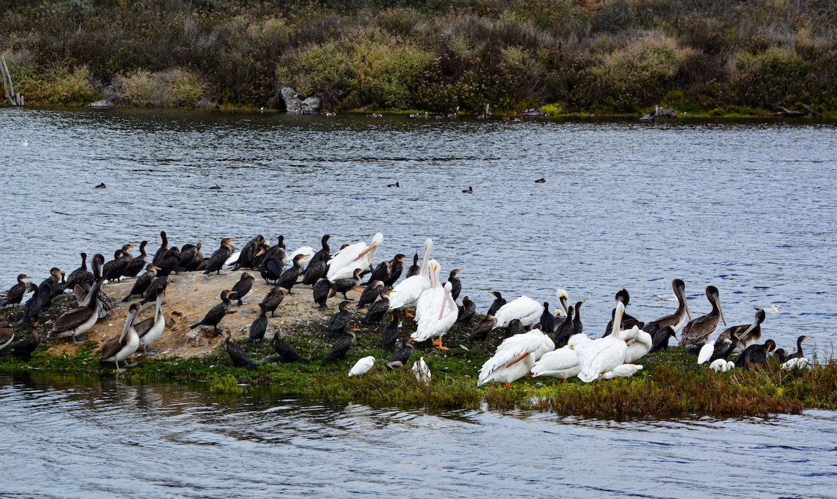 American White Pelican - ML646541262