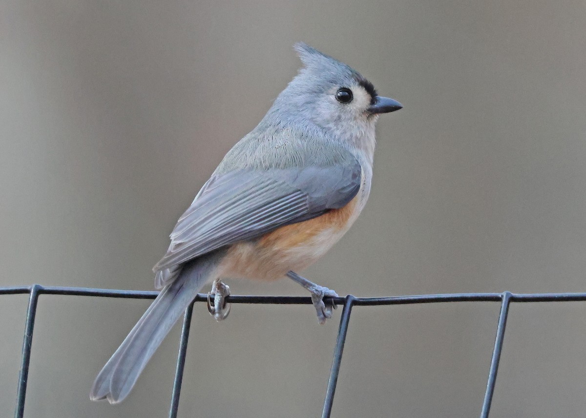 Tufted Titmouse - ML646541266