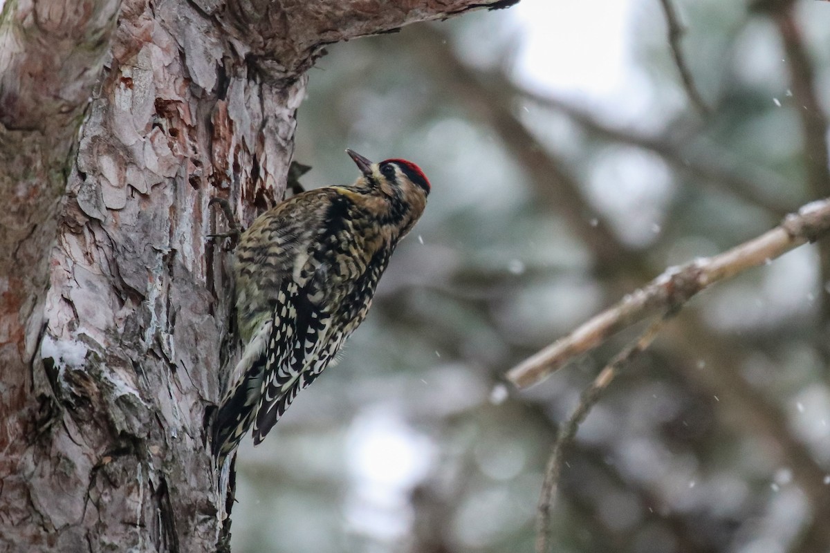 Yellow-bellied Sapsucker - ML646541269