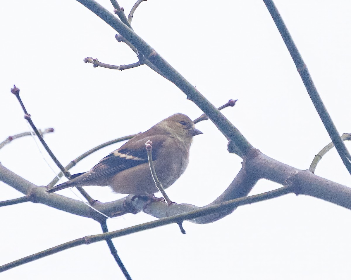 American Goldfinch - ML646541270