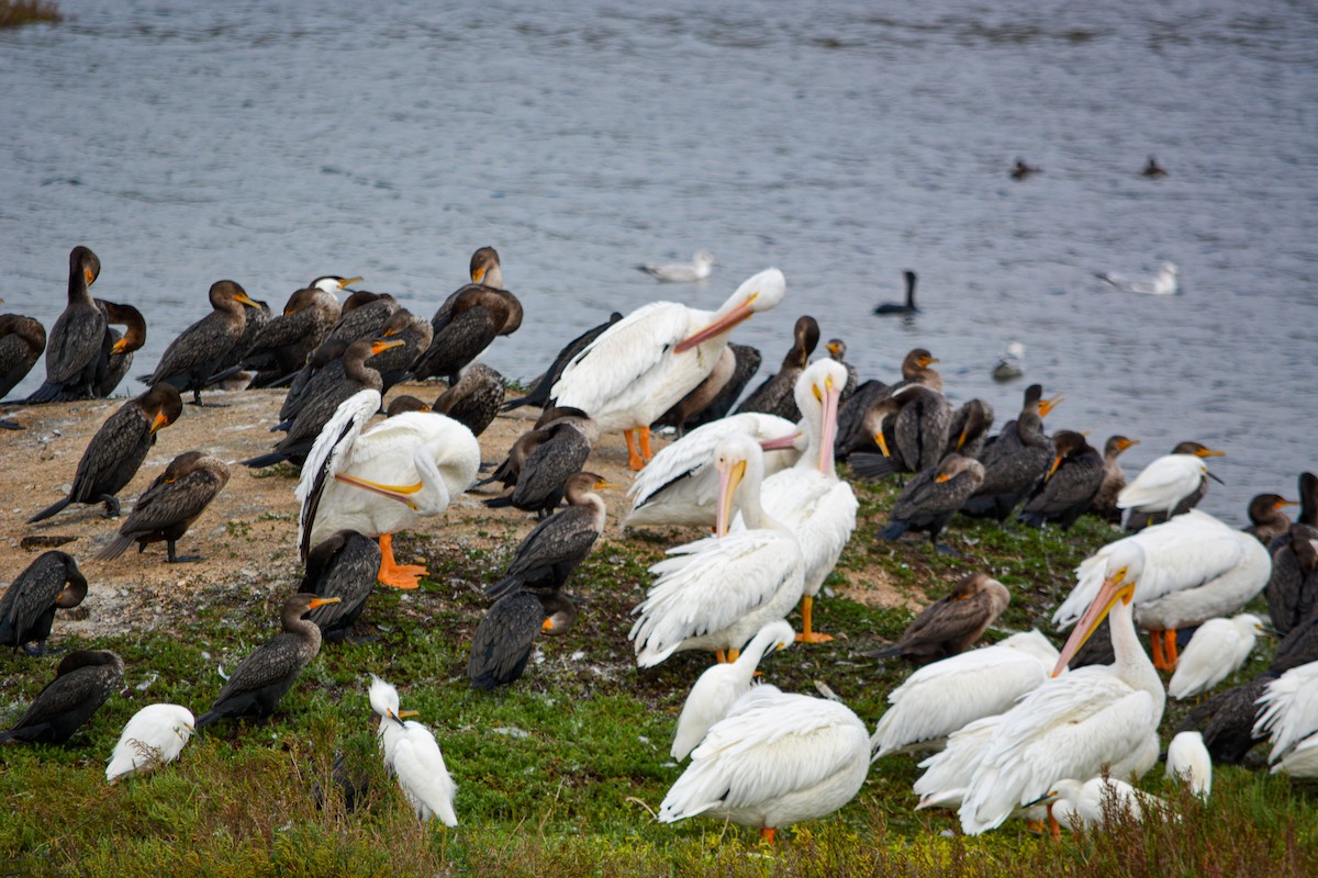 American White Pelican - ML646541271