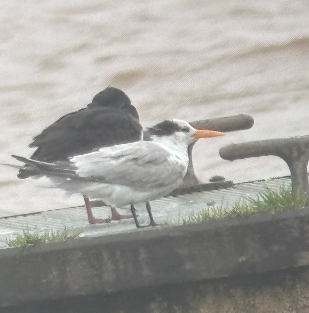Lesser Crested Tern - ML646541275