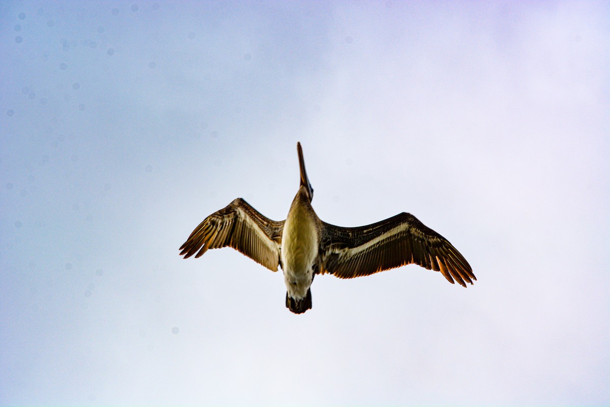 Brown Pelican - ML646541276