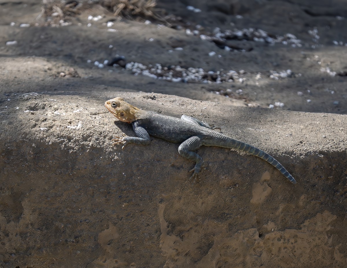 Typical Agamas - ML646541277