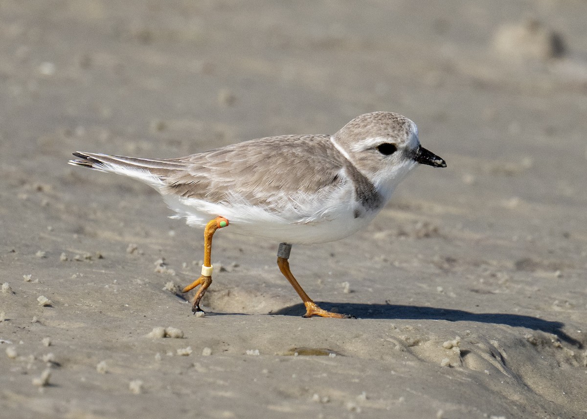 Piping Plover - ML646541278