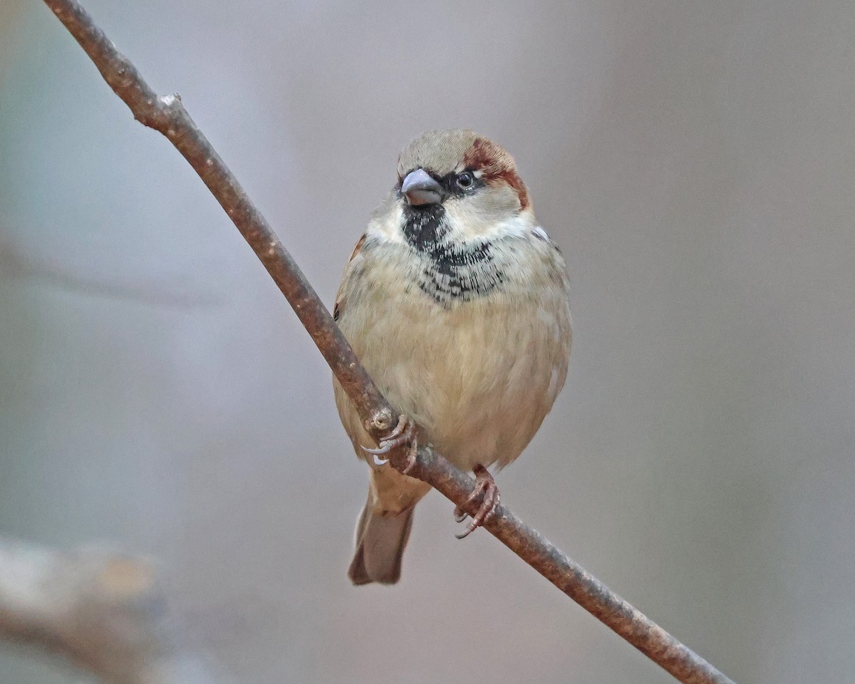 House Sparrow - ML646541279
