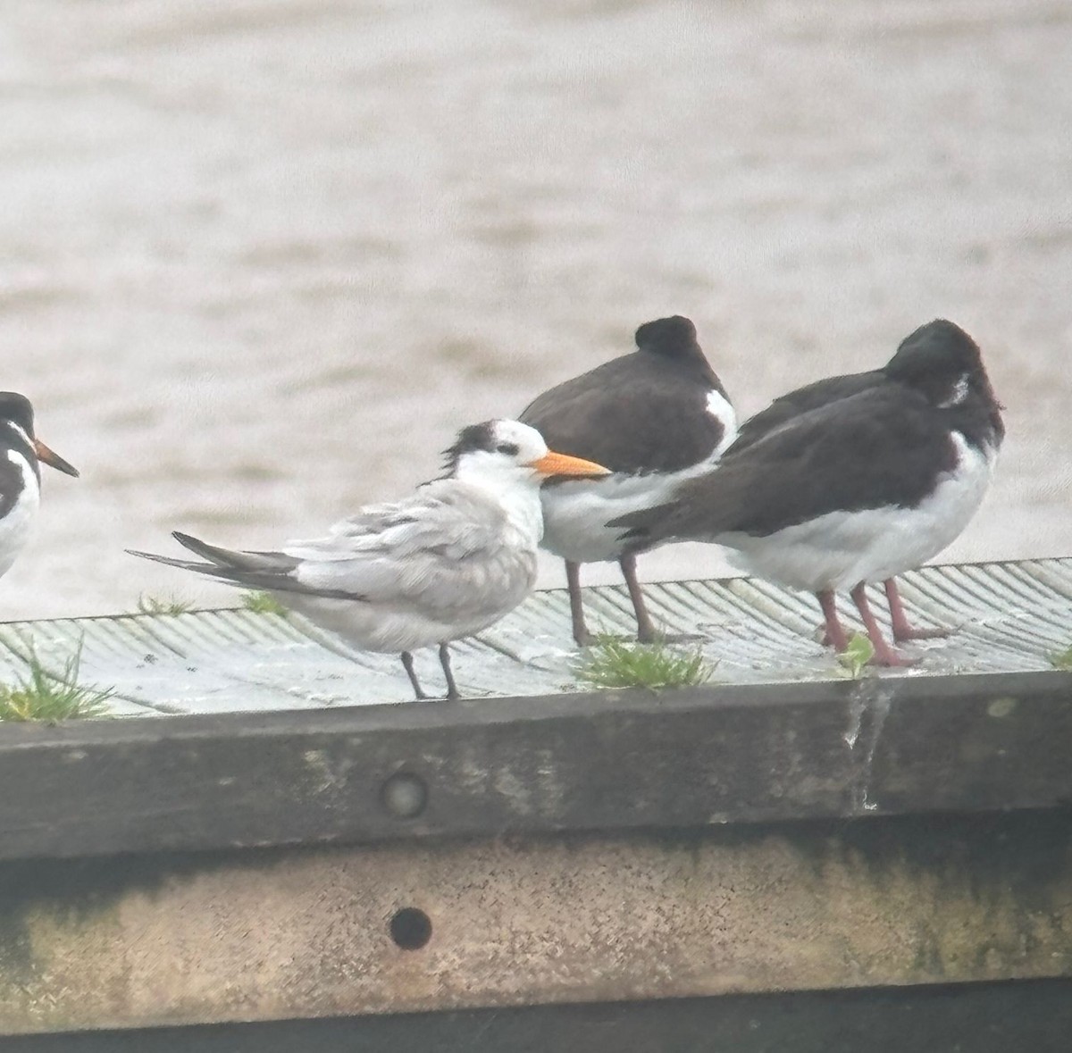 Lesser Crested Tern - ML646541280