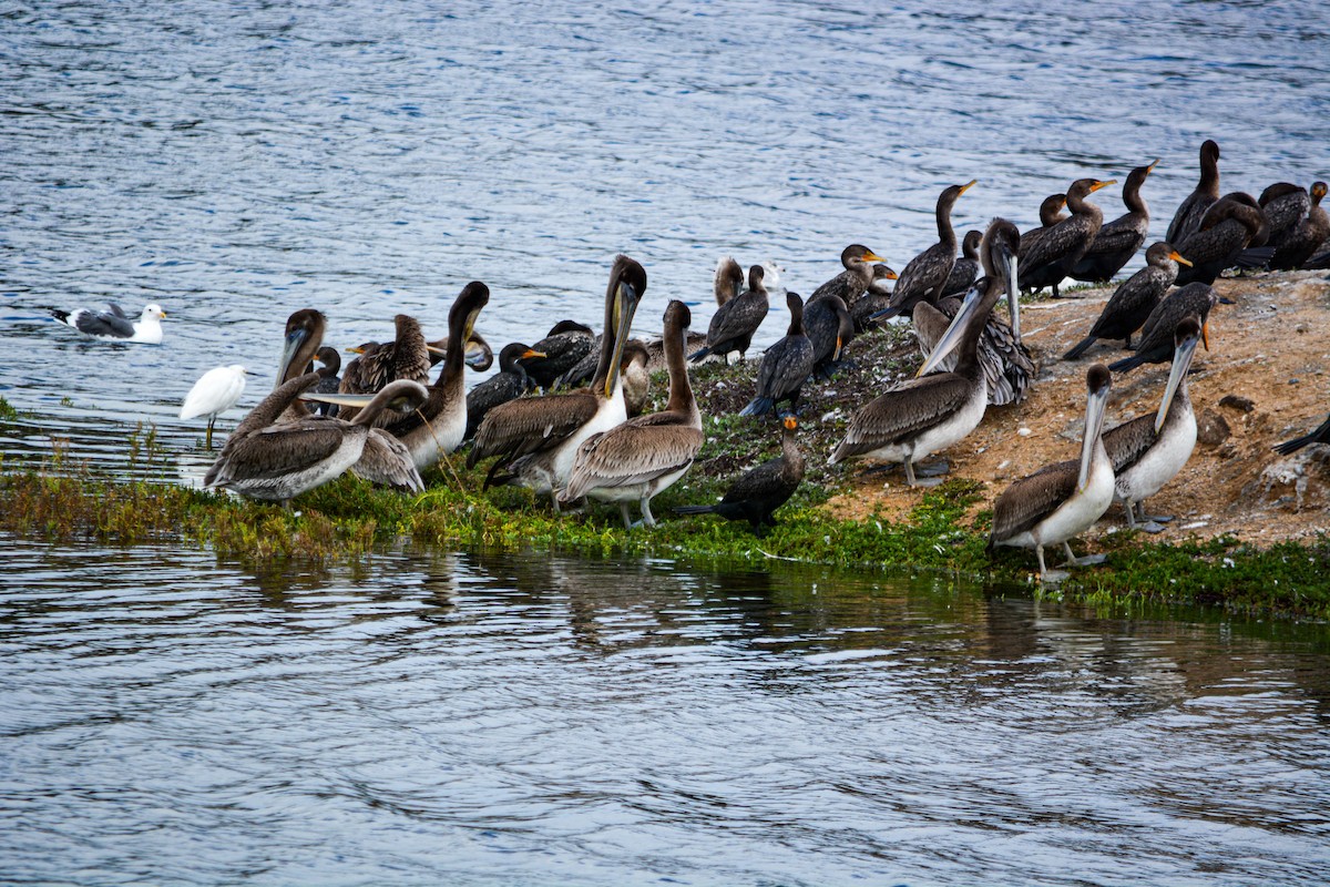Brown Pelican - ML646541281