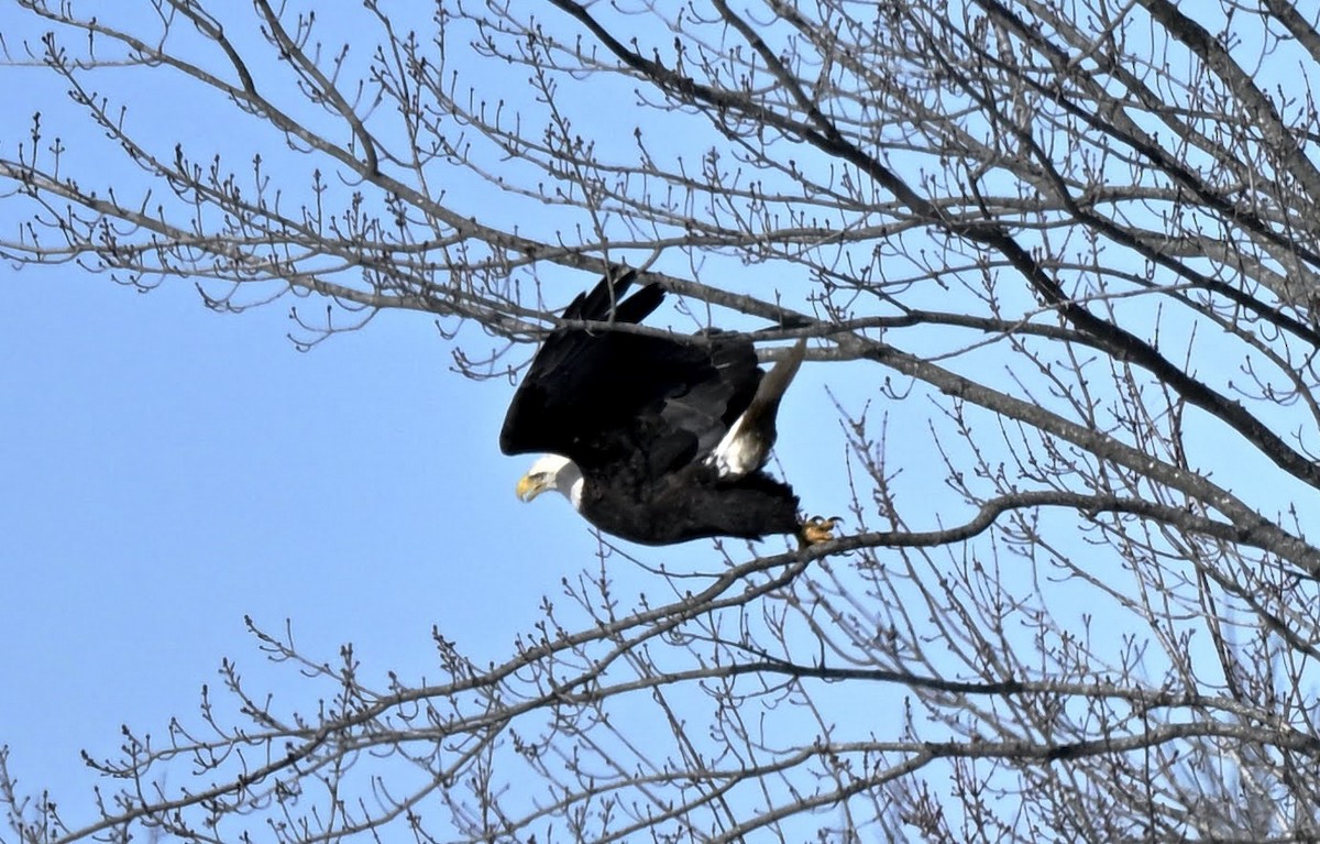 Itsas arrano buruzuria - ML646541283