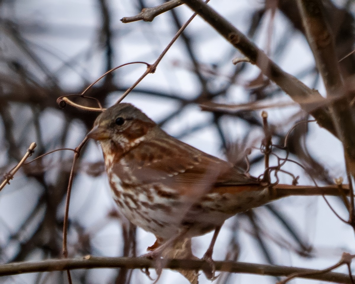 Fox Sparrow - ML646541284