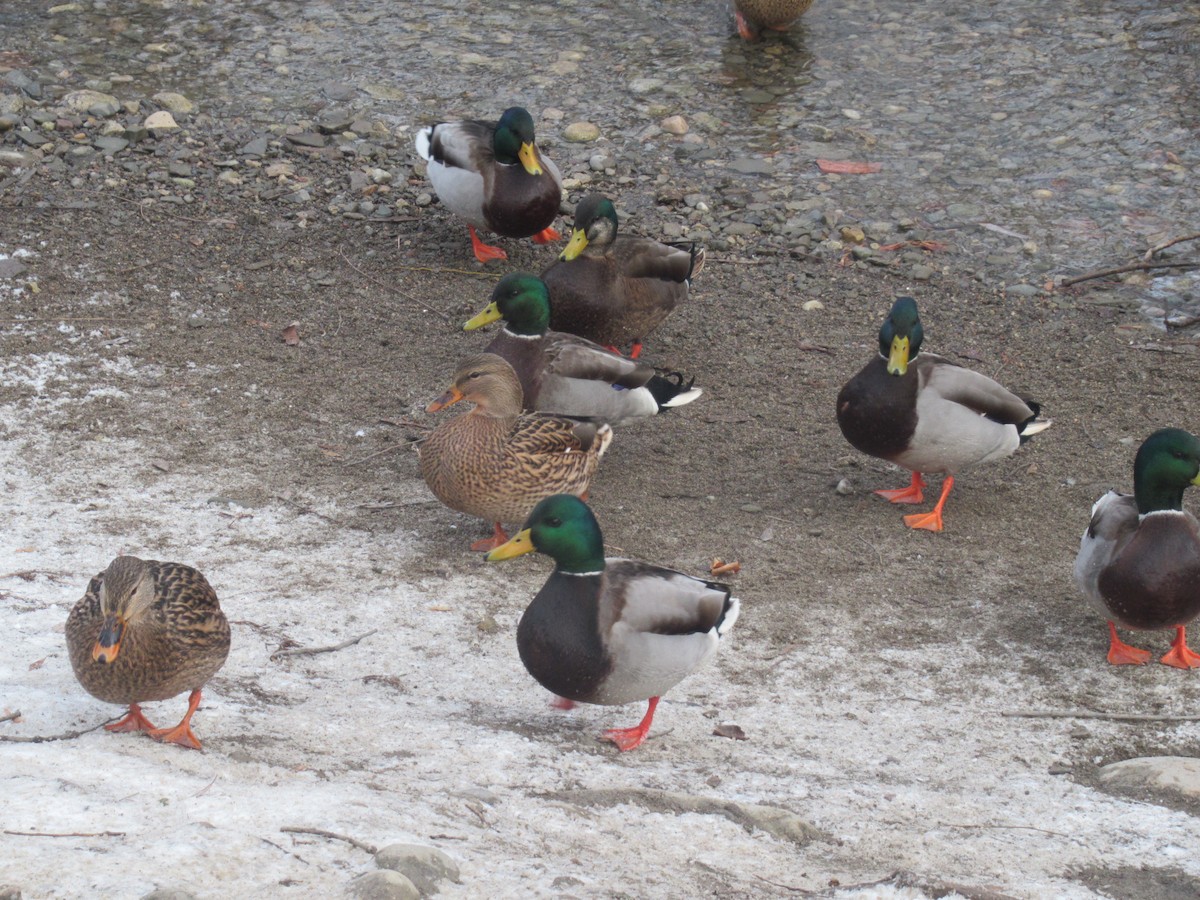 綠頭鴨 - ML646541286