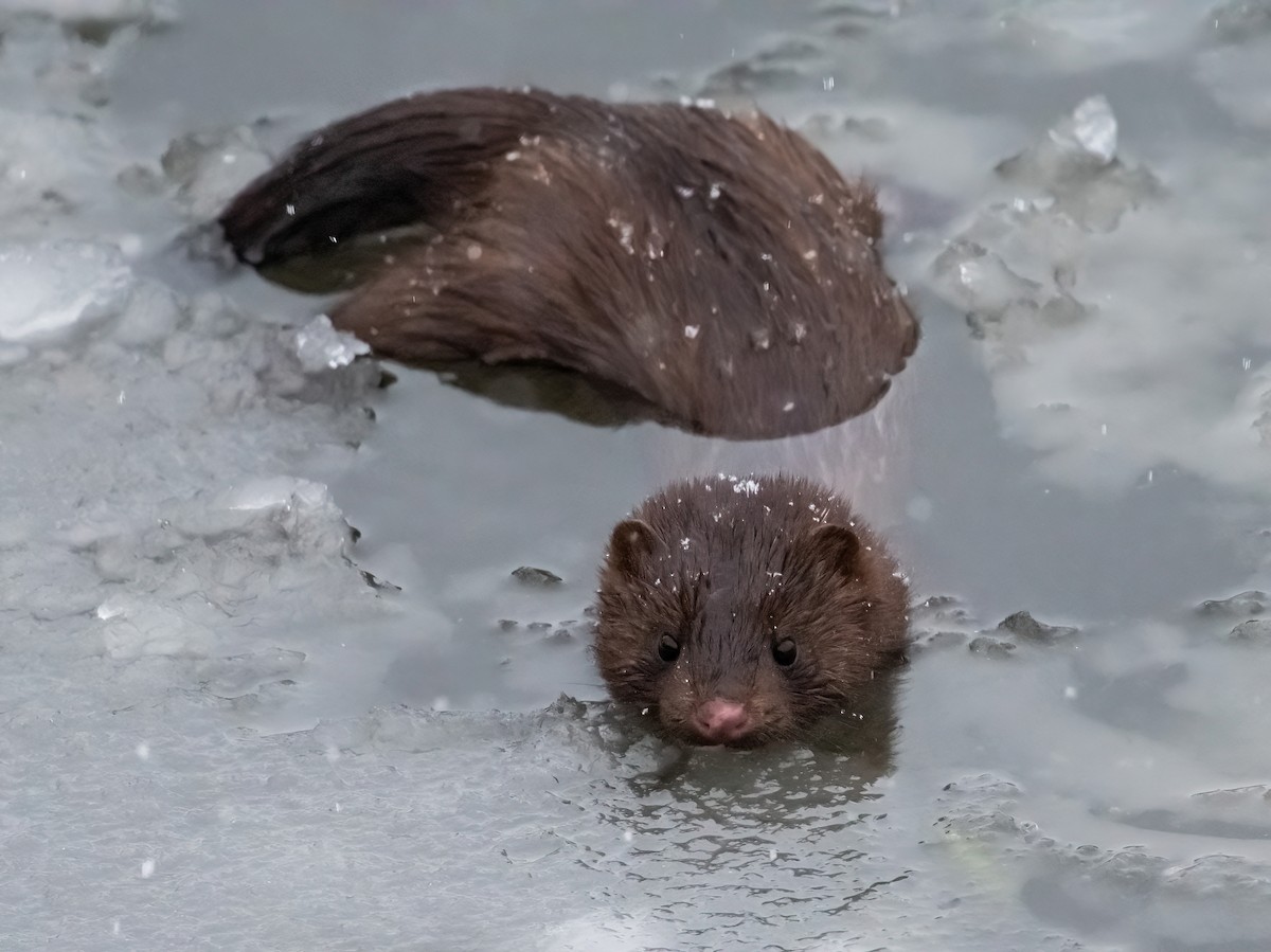 American Mink - ML646541287