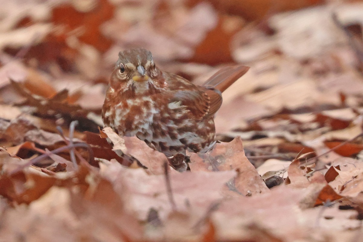 Fox Sparrow (Red) - ML646541288
