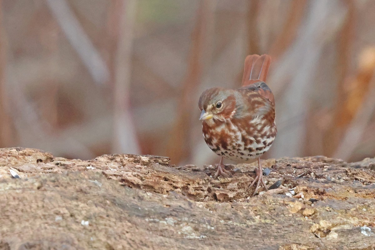 Fox Sparrow (Red) - ML646541290