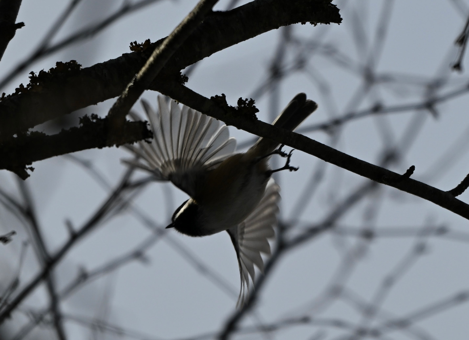 Black-capped Chickadee - ML646541291