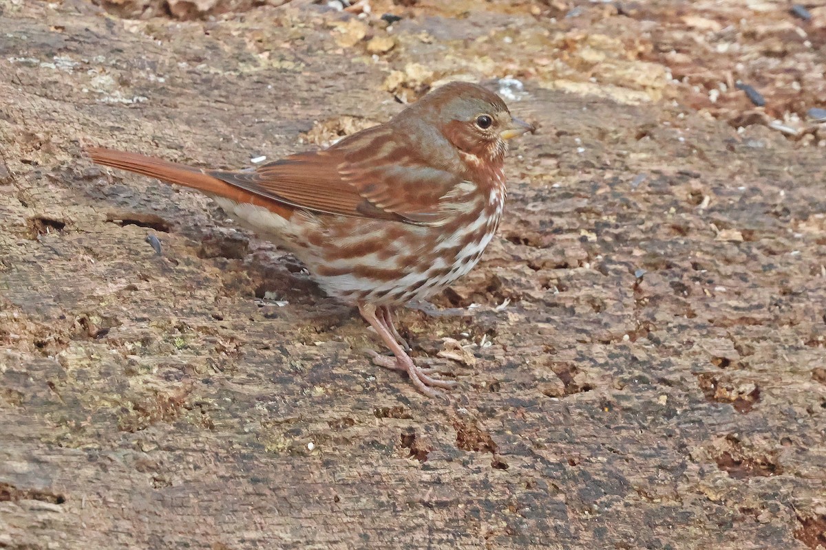 Fox Sparrow (Red) - ML646541292