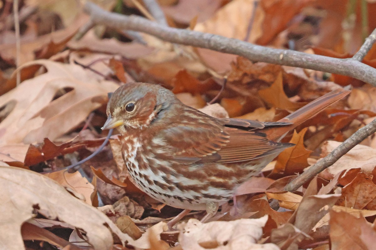 Fox Sparrow (Red) - ML646541293