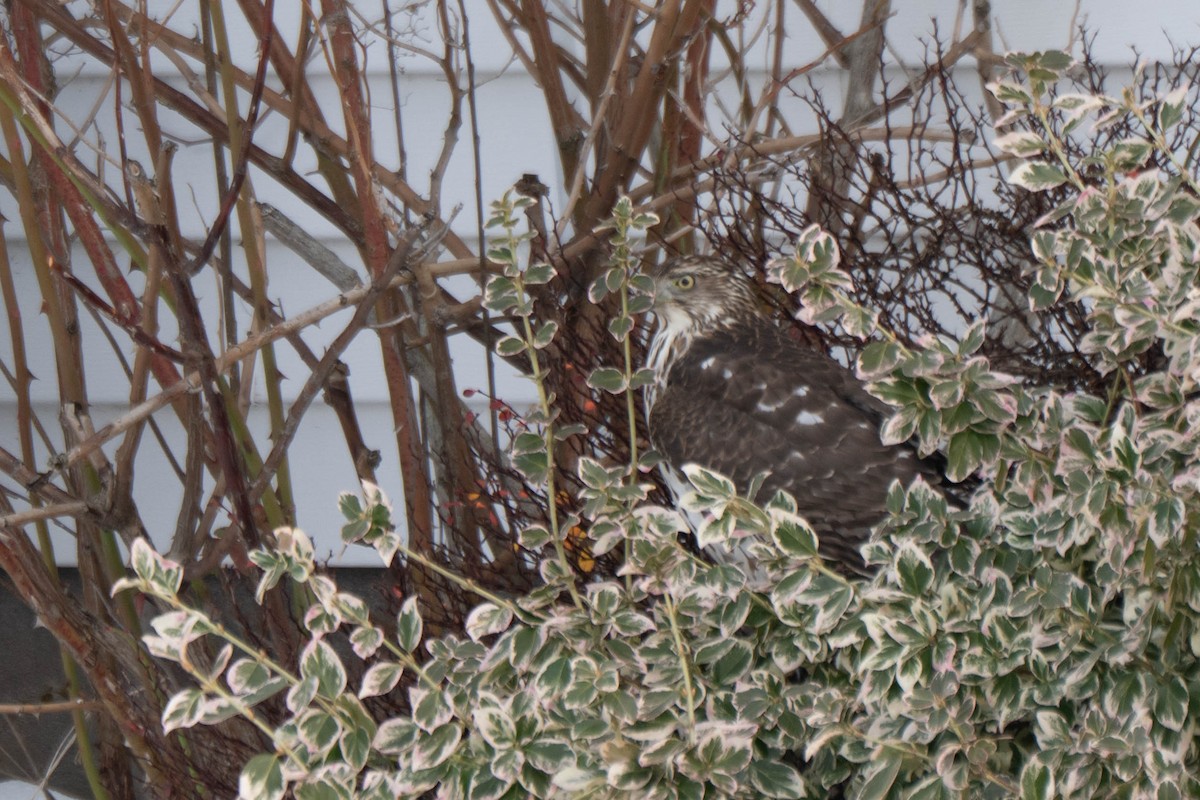 Cooper's Hawk - ML646541294