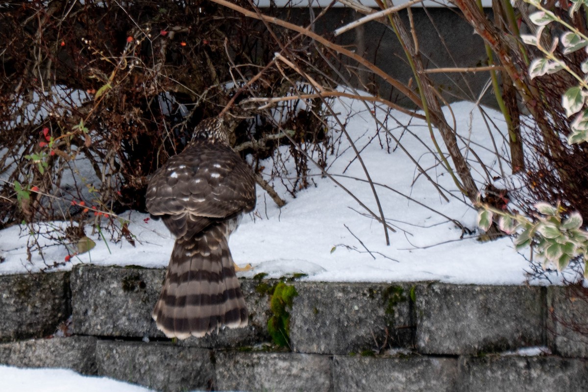 Cooper's Hawk - ML646541295