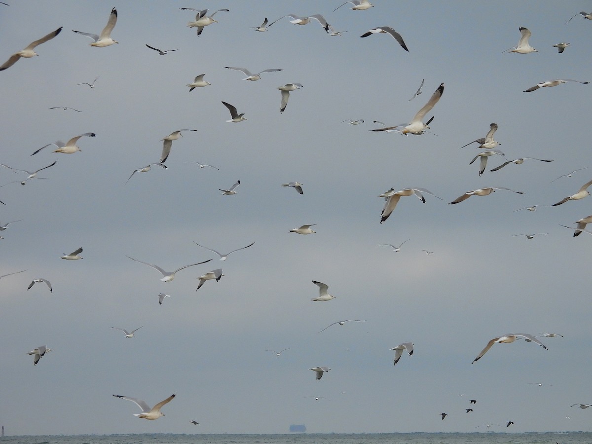 gull sp. - ML646541296