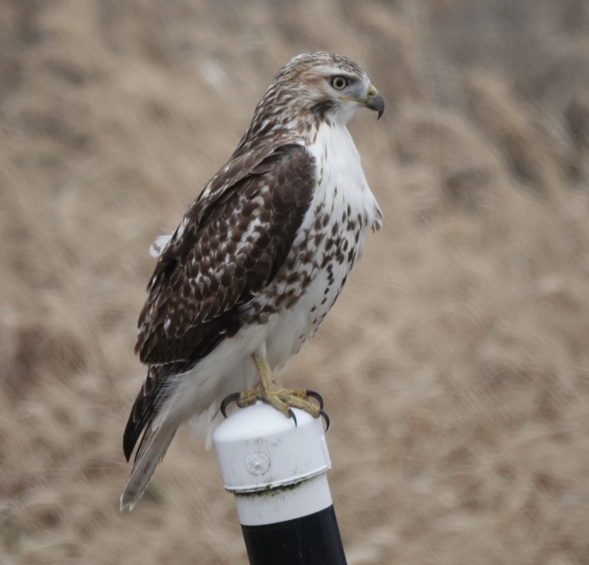 Red-tailed Hawk - ML646541298