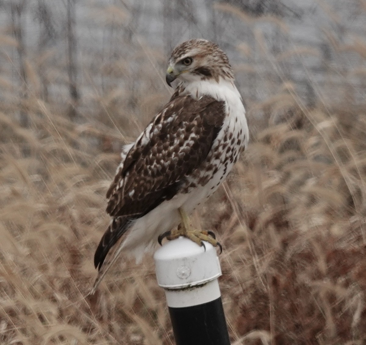 Red-tailed Hawk - ML646541299
