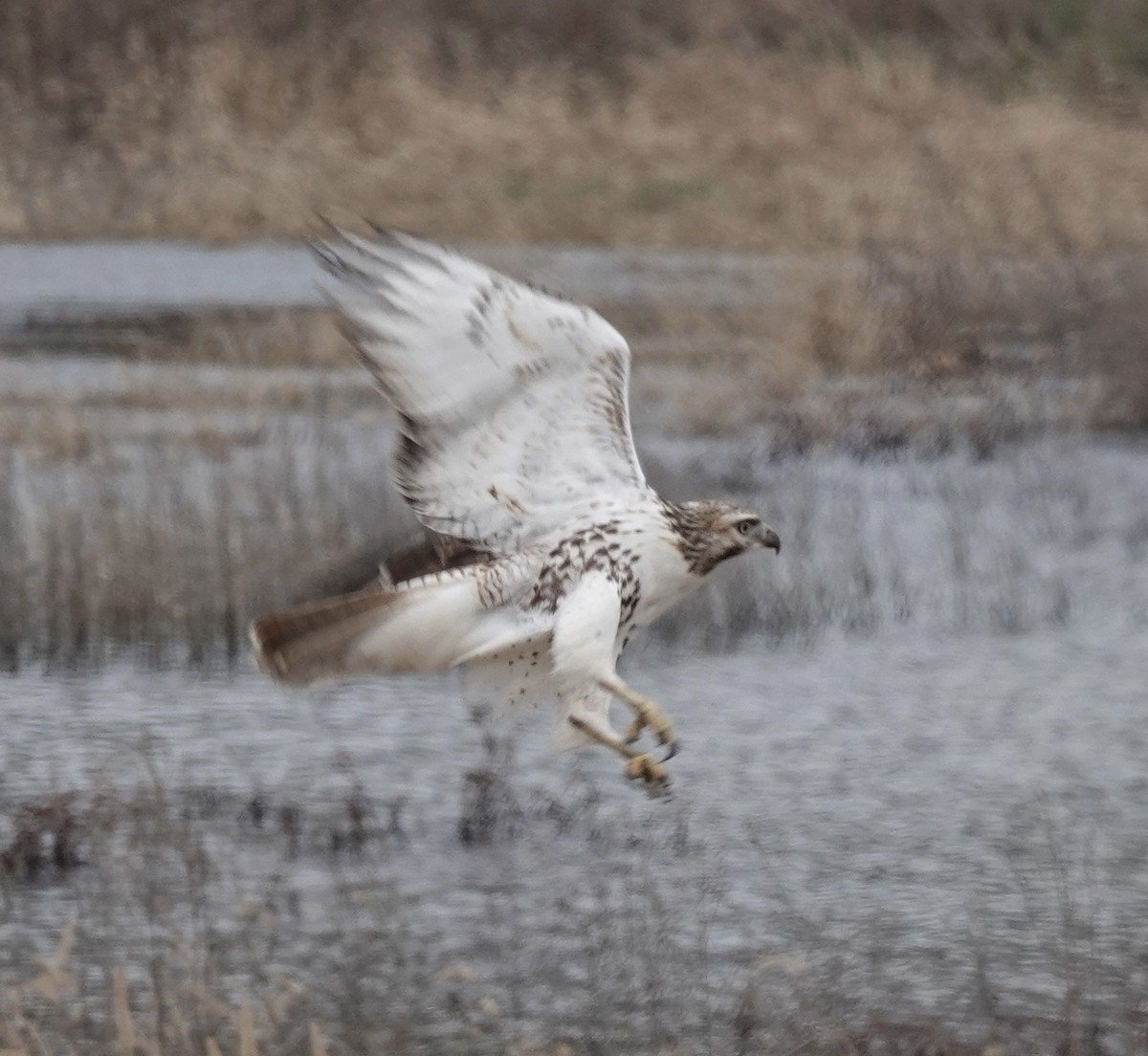 Red-tailed Hawk - ML646541300