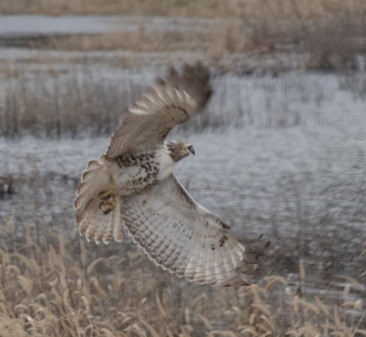 Red-tailed Hawk - ML646541301