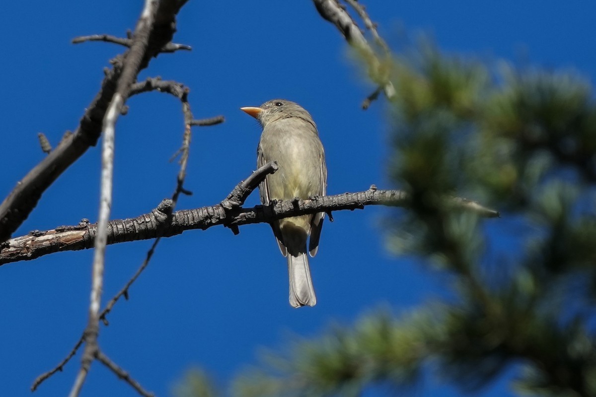 Moucherolle de Coues - ML646541302