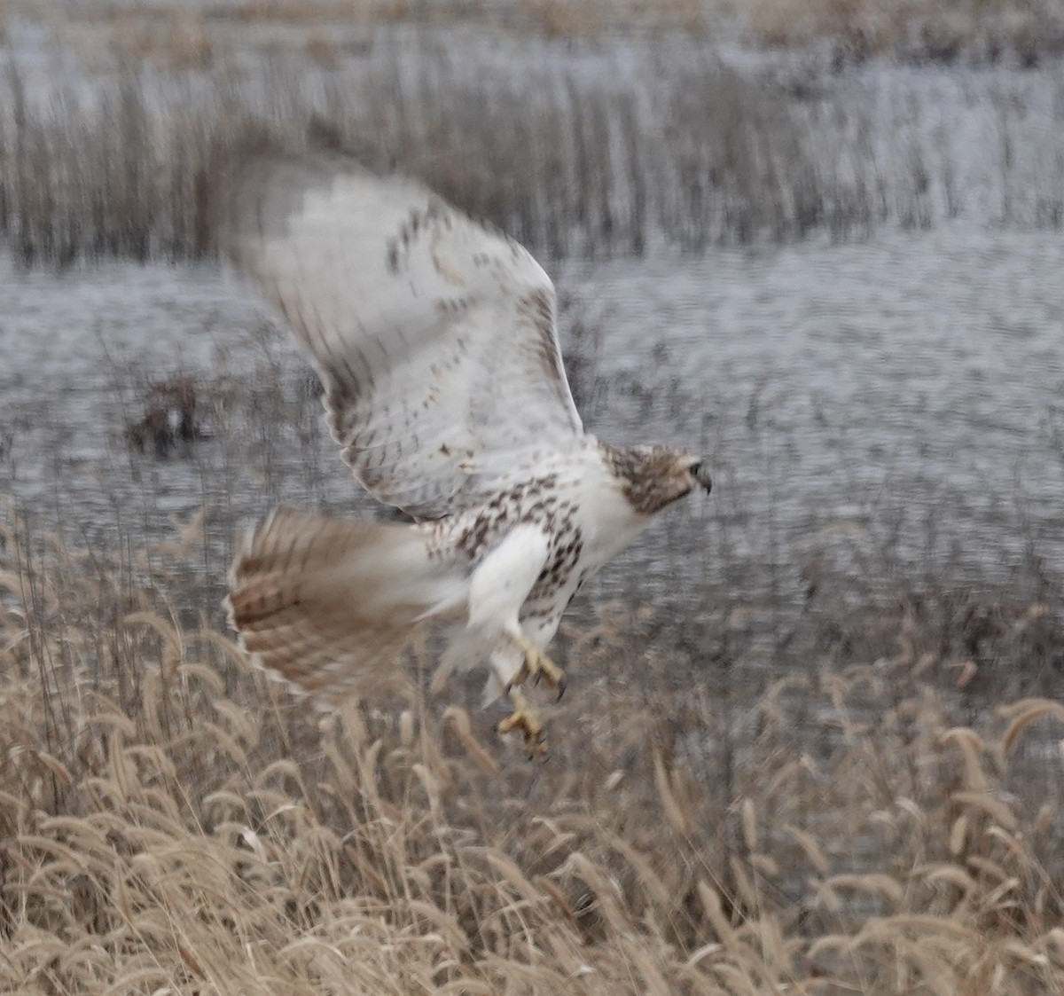 Red-tailed Hawk - ML646541304