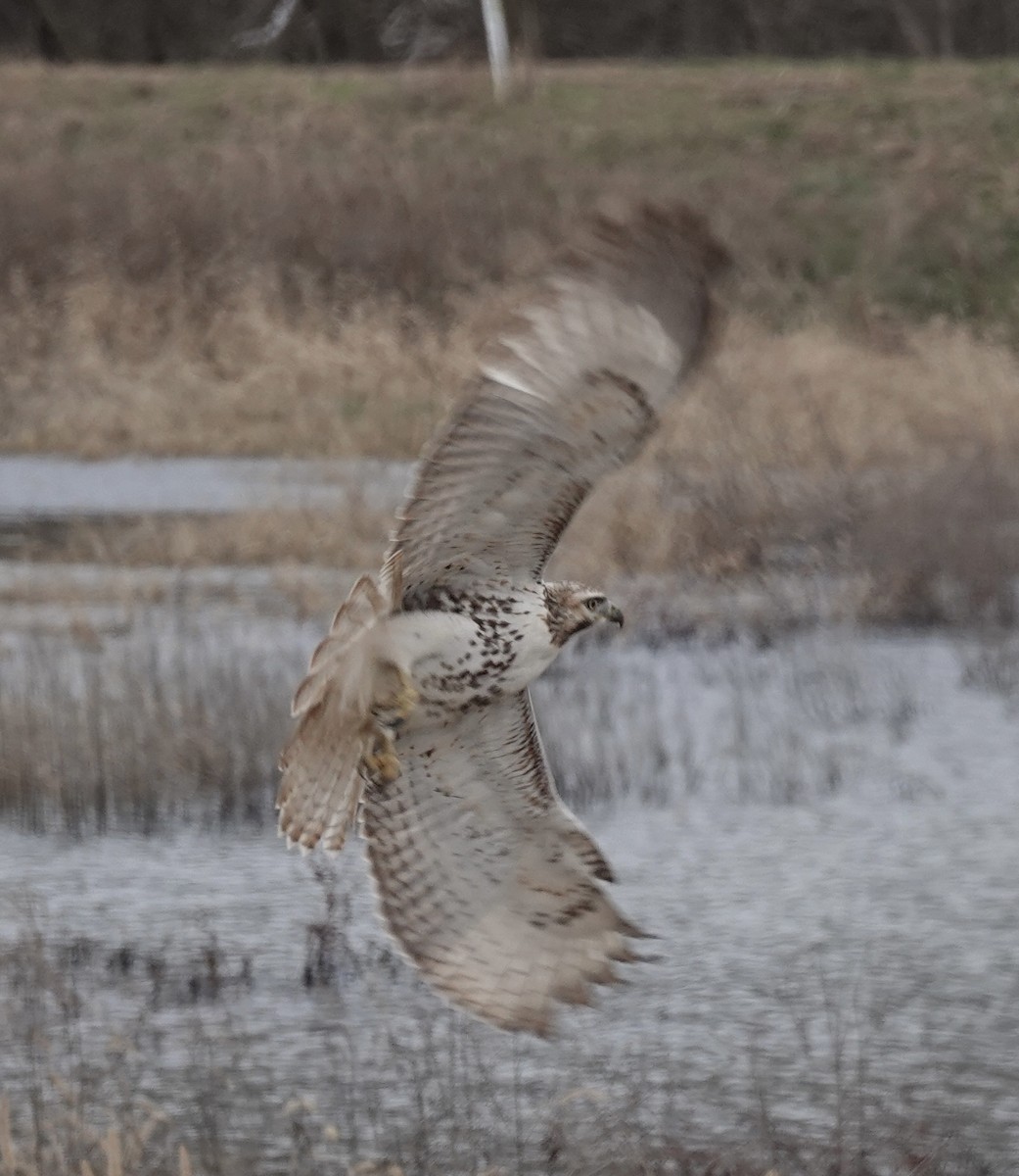 Red-tailed Hawk - ML646541306