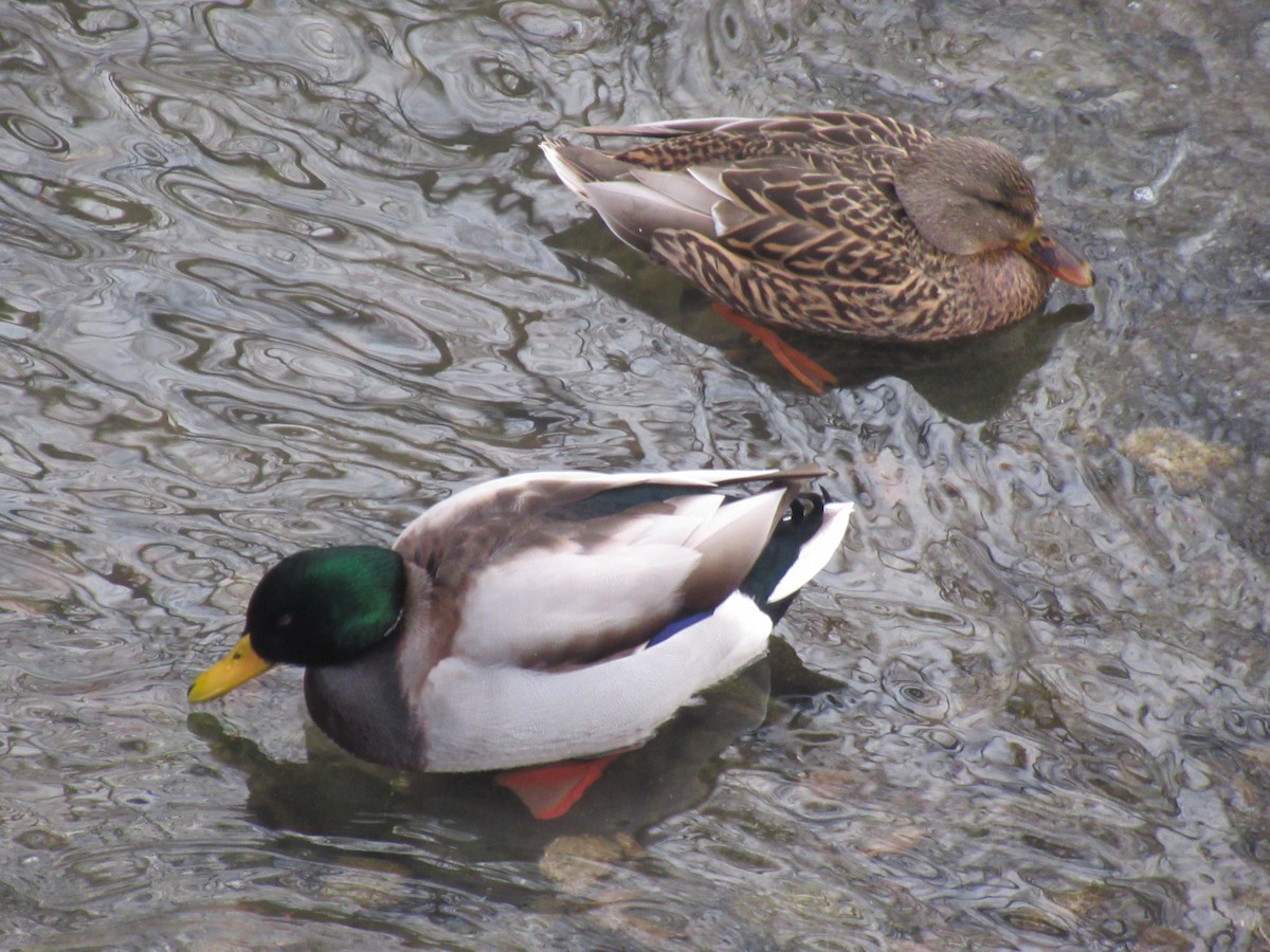 綠頭鴨 - ML646541309