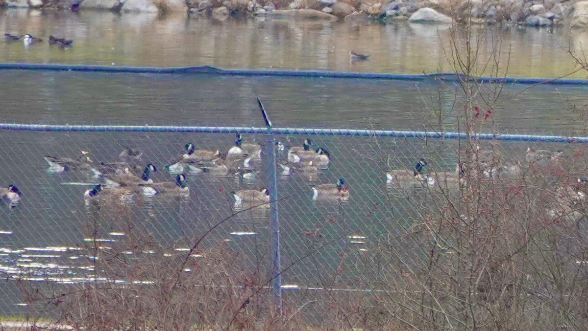 Greater White-fronted Goose - ML646541310