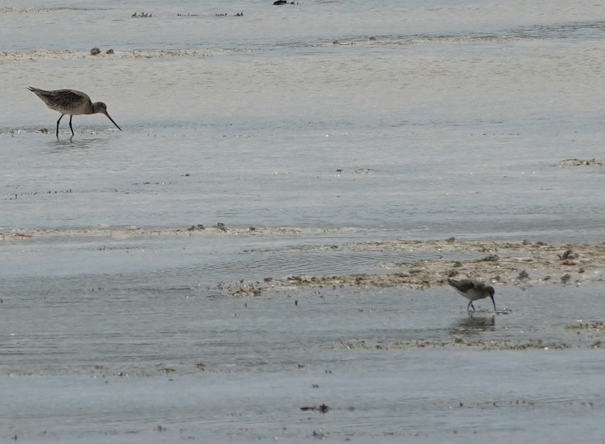 lappspove - ML646541311