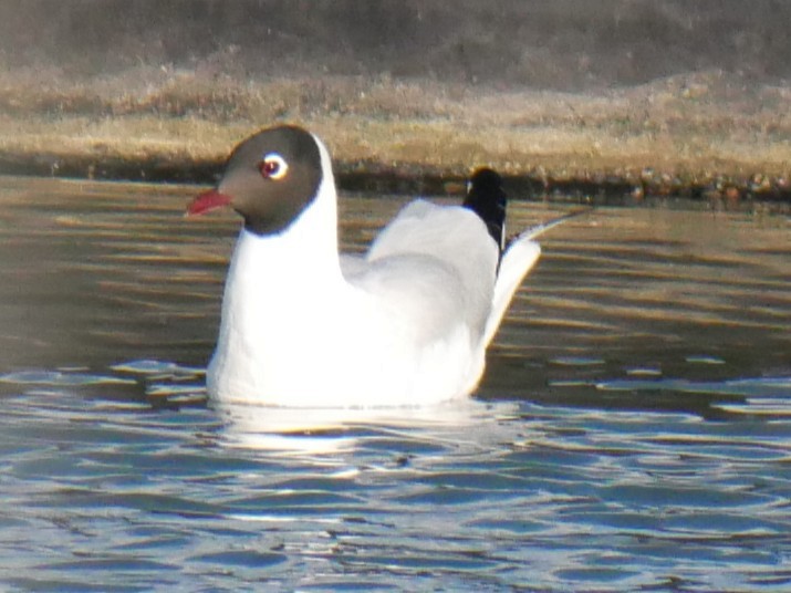 Andean Gull - ML646541312