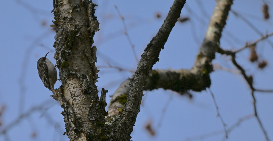 Gerri-txori amerikarra - ML646541316