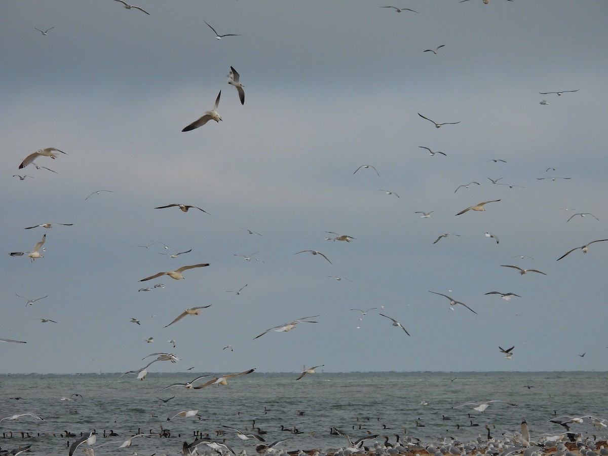 gull sp. - ML646541318