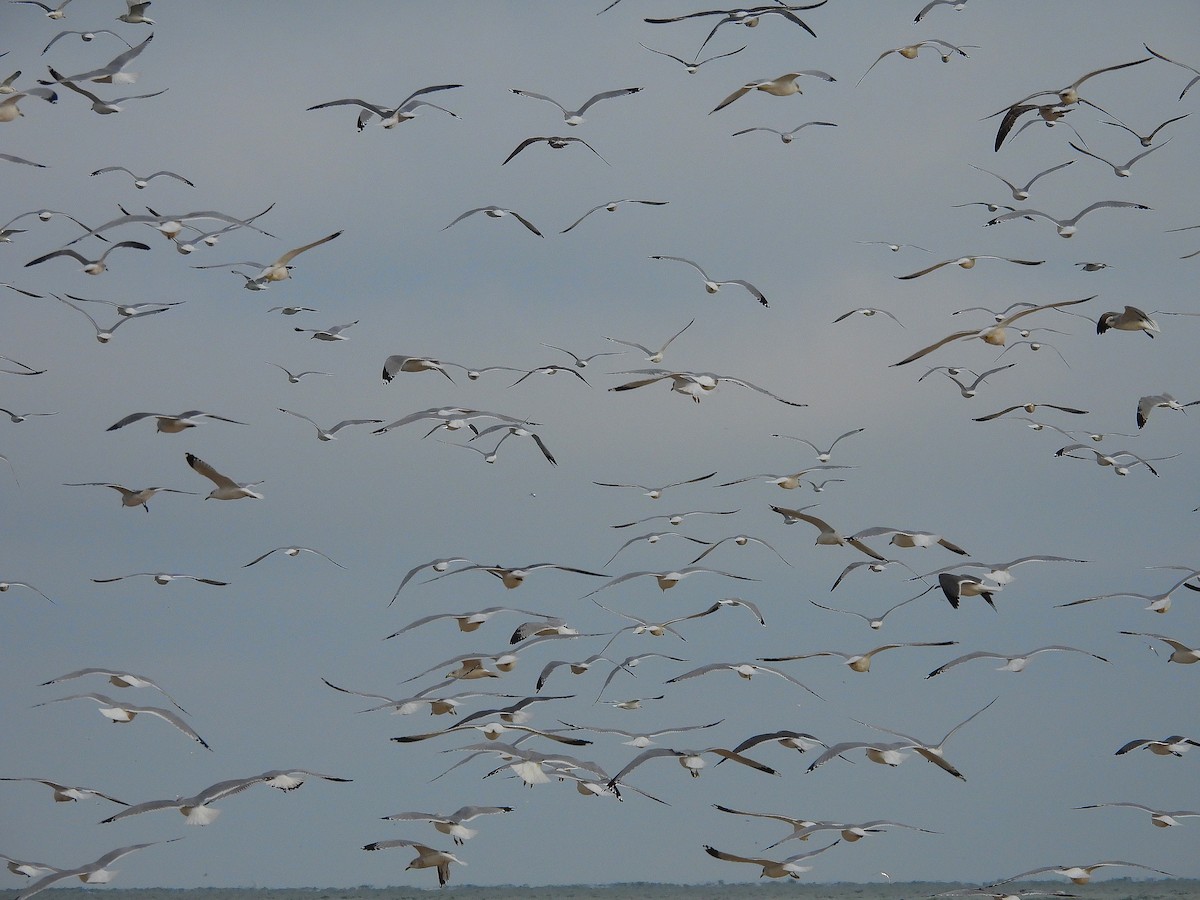 gull sp. - ML646541319