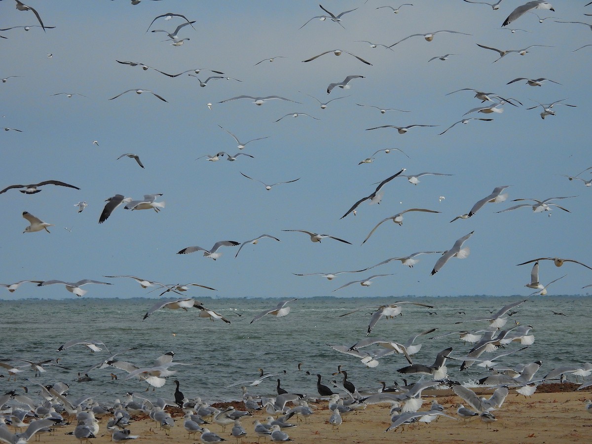 gull sp. - ML646541320