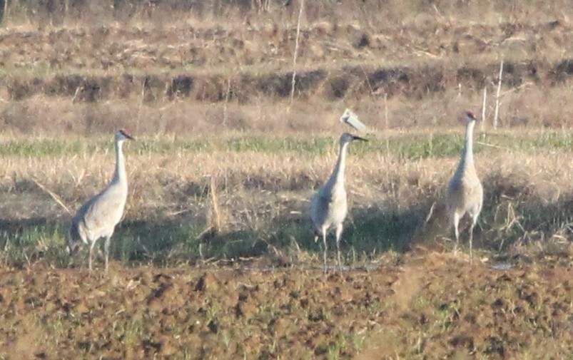 Sandhill Crane - ML646541323