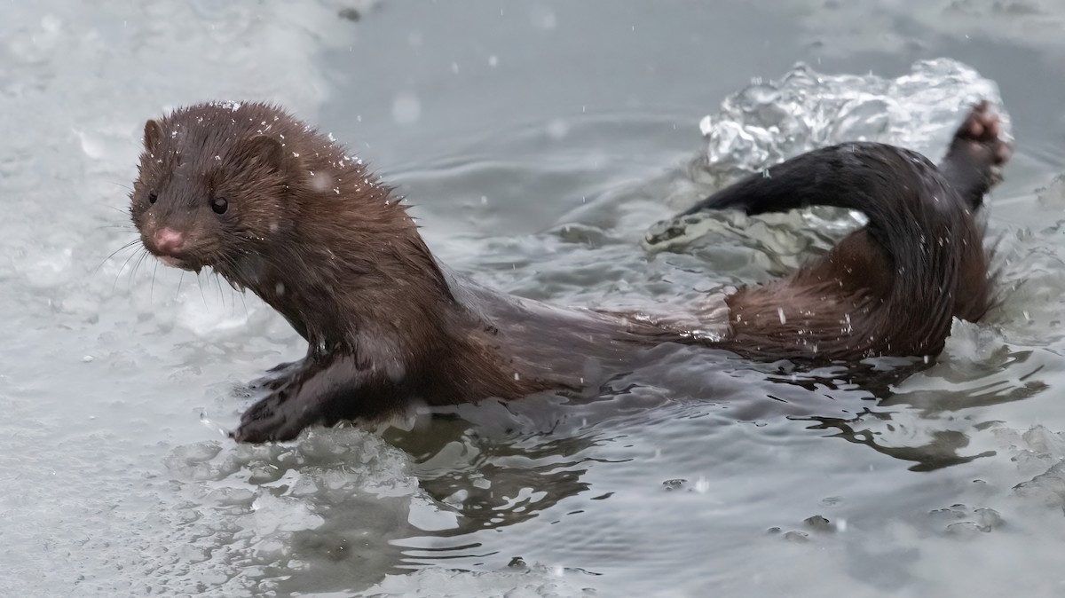 American Mink - ML646541324