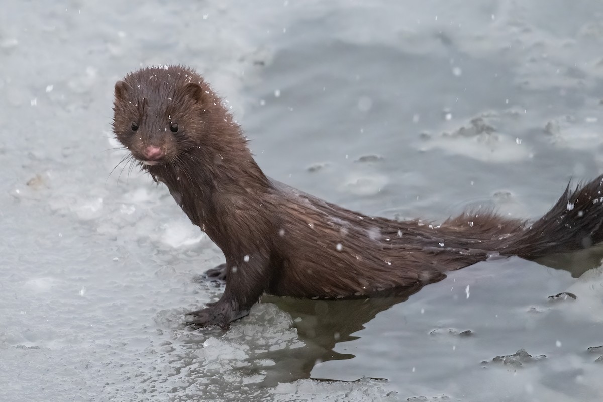 American Mink - ML646541328